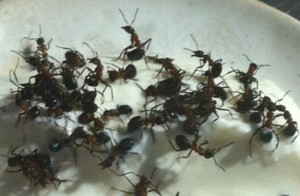 Exotic dishes topped with live ants are consumed at Noma